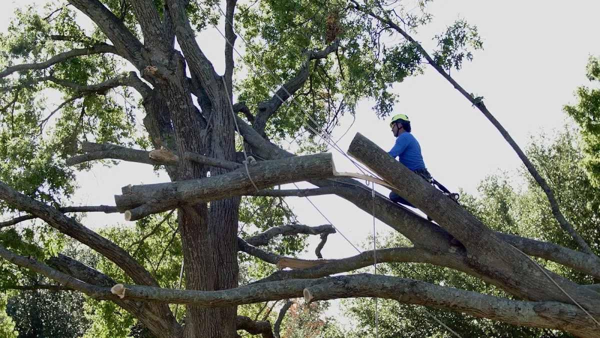 Professional Crown Thinning performed by certified arborists in Dividing Creek