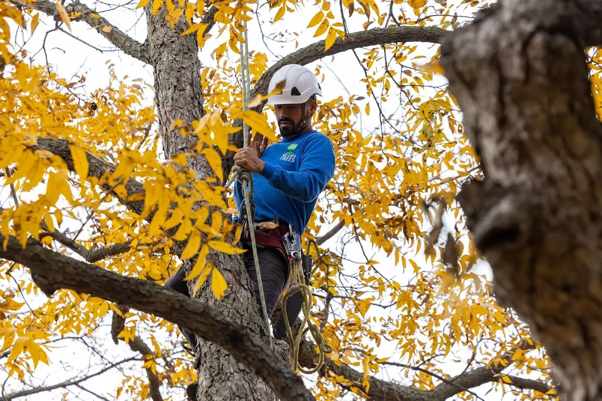 Skilled Tree Planing crew working in Dividing Creek