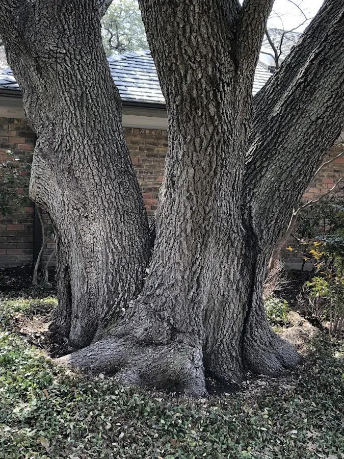 Mature heritage tree close to a Dividing Creek property cared for by certified arborists